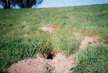 Local badger burrowing