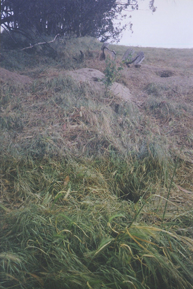 American Badger burrow complex