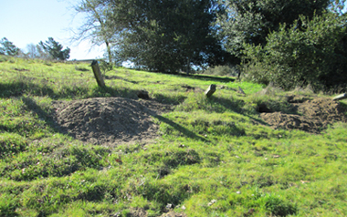 Burrows and foraging (deer skeleton nearby)