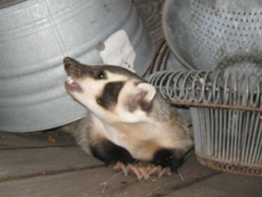Occidental Badger