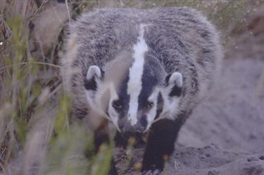 Young badger on the move (by Andy LaCasse)