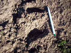 Fresh Badger Print