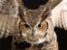 Great Horned Owls