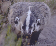 Juvenile Badger