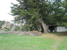 Shed barn in background