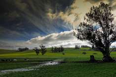 Sonoma County landscape.jpg