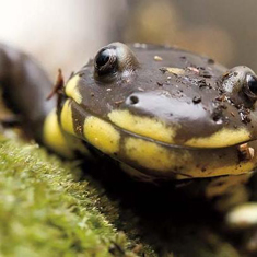Calif Red-Legged Frog