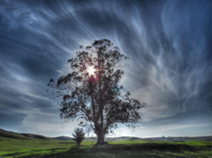 Tree in field.jpg