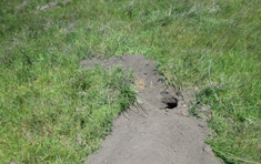 American Badger burrow