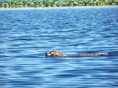 Badger spirit takes to the water