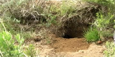 American Badger digging a burrow